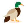 goodmallard