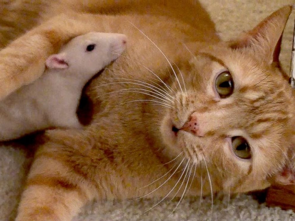 cat-and-rat-iii.jpg